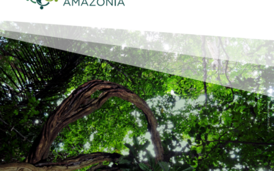 Panoramas e caminhos para restauração de paisagens florestais na Amazônia